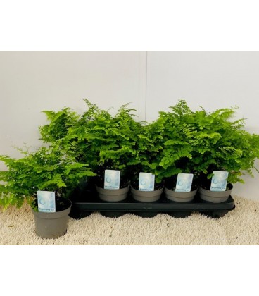 Adianthum Ø 12 h 30