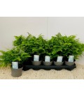 Adianthum Ø 12 h 30