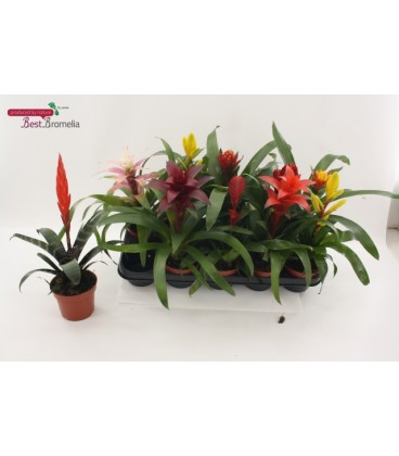 Bromelia mix pot de 12