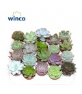 Echeveria pot de 5.5 mix