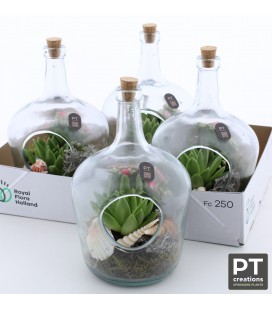 Compo plante15 cm