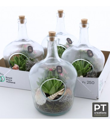 Compo plante15 cm