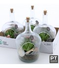 Compo plante15 cm