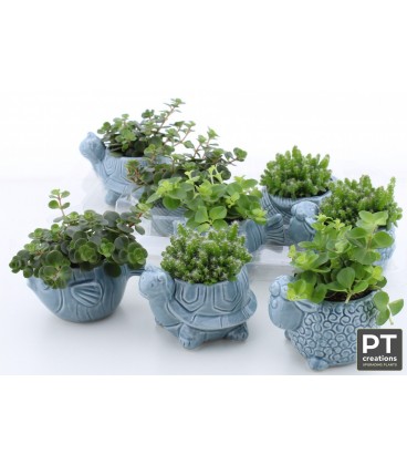 Compo succulente Ø 10
