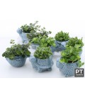 Compo succulente Ø 10