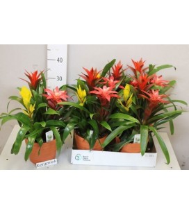 Compo Bromelia Ø 15
