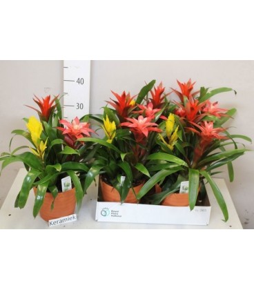 Compo Bromelia pot 10.50 cm