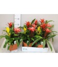 Compo Bromelia pot 10.50 cm