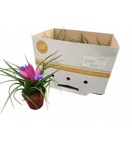 Tillansia Cyanea Josee Ø 10.5
