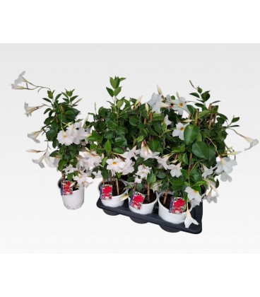 Dipladenia Rio White Ø 17 h 65