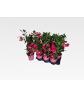 Dipladenia Rio Pink pot de 17 h 65