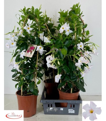 Dipladenia Rio White pot de 22 h 90