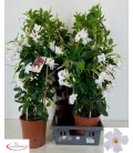 Dipladenia Rio White pot de 22 h 90