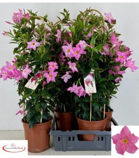 Dipladenia rio pink Ø 22 h 90