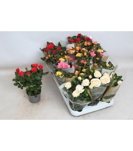 Rosier pot de 10.50 Kordana Grande 
