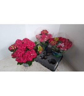 Hortensia Hot Red pot de 15
