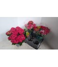 Hortensia Hot Red pot de 15