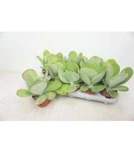 Kalanchoe Red Lips pot de 10.5