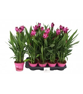 Curcuma Siam Splash pot 14