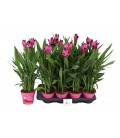 Curcuma Siam Splash pot 14