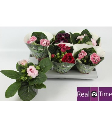 Gloxinia pot de 12