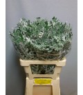 Cineraire feuillage 60 Cm