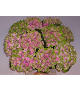 Hortensia mag Amethyst  60 cm