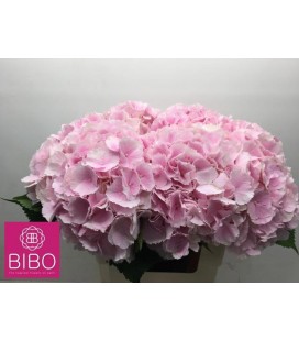 Hortensia Verena Rose clair 60 cm