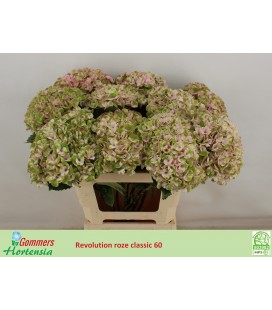Hortensia Mag Revelation cla 60 cm