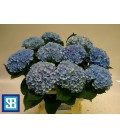 Hortensia Revolution XXL 60 cm