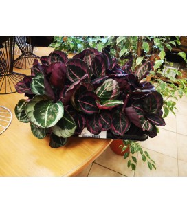 Calathea ov Ø 07