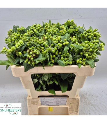 Hypericum Mag Emerald Fall 50 cm