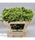 Hypericum Mag Emerald Fall 50 cm