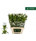 Campanule Champion White 