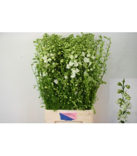 Pied d'alouette White 90 cm