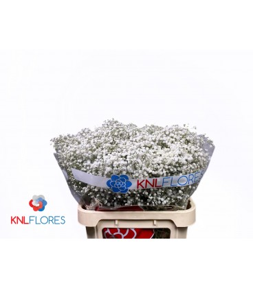 Gypsophile Xlence