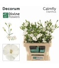 Oeillet mini Soland Calmfly ( la bo