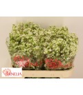 Wax Dawn pearl 70 cm