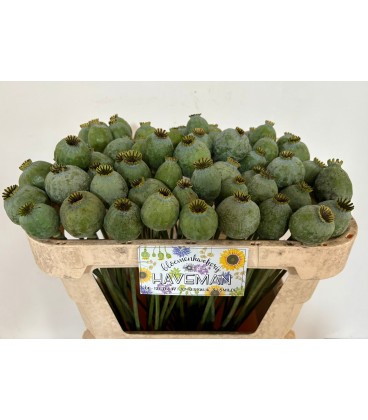 Pavot Som 70 cm