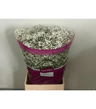 Gypsophile Cosmic 