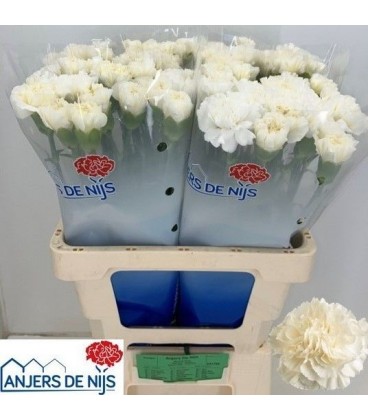 Oeillet white liberty