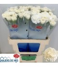 Oeillet white liberty