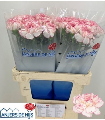 Oeillet Damacus Pastel