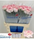 Oeillet Damacus Pastel