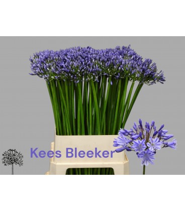 Agapanthe Suzan Bleu 80 Cm
