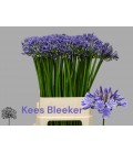 Agapanthe Suzan Bleu 80 Cm