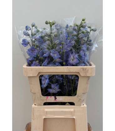 Delphinium Centurion Skyblu 100 cm