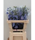 Delphinium D Centurion Skyblu 60 cm