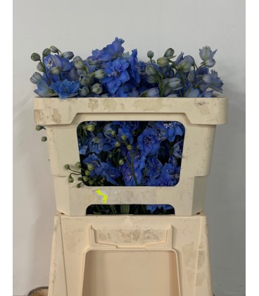 Delphinium D Centurion Skyblu 50 cm