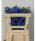Delphinium D Centurion Skyblu 60 cm